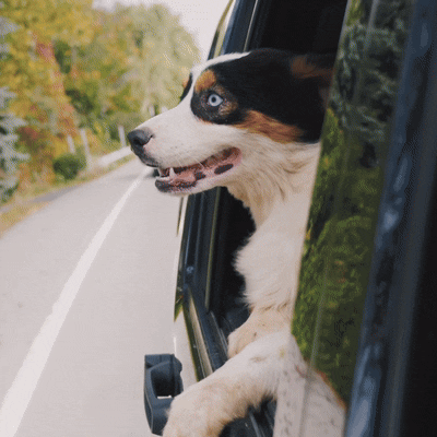 adjustable-dog-car-seat-belt-extra-safe-anti-shock-3-1